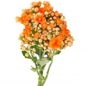 kalanchoe-cutflowers
