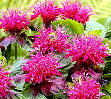 More Monarda didyma varieties