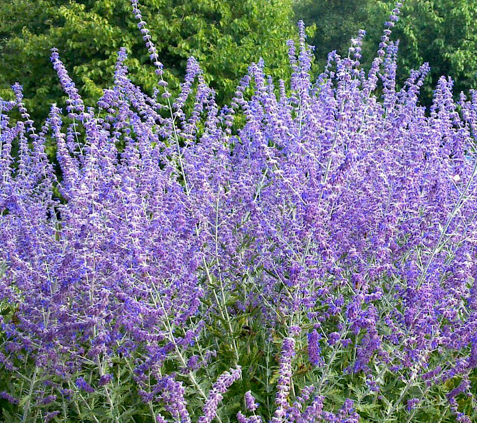 More Perovskia atriplicifolia varieties