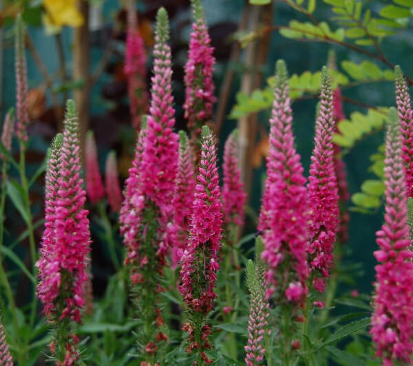 More Veronica varieties