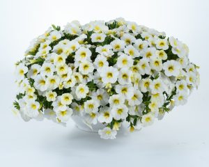 Calibrachoa Lia™White