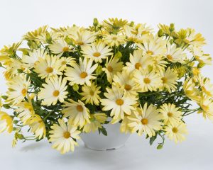 Osteospermum Osticade Lemon