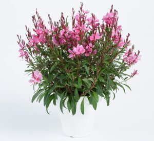 Gaura STEFFI™ Dark Rose