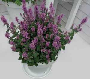 Agastache-Sunny Sparks™ Pink