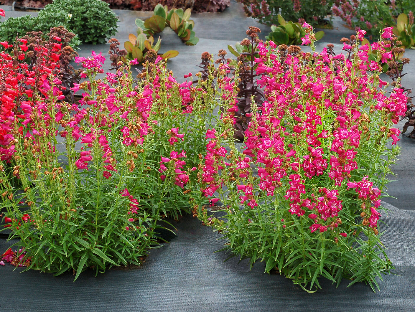 More Penstemon varieties