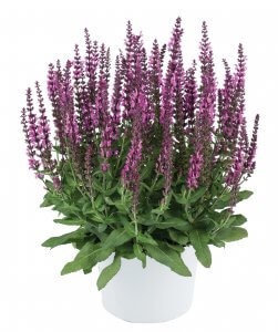 Salvia-Apex™ Pink