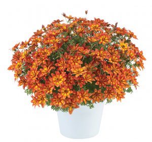 Bidens-Blazing Embers™