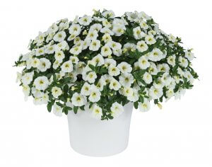 Calibrachoa-Colibri™ Blizzard