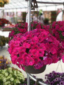 CAST 2019 Danziger varieties