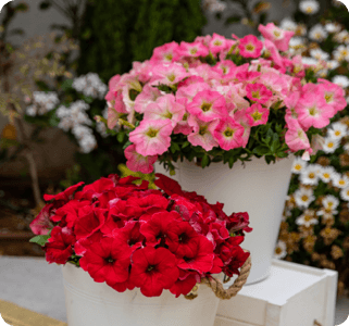 compact quarts petunia capella