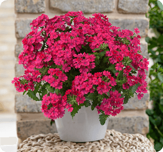 vanessa compact neon pink