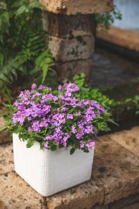 Verbena