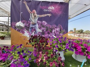 SPLASH DANCE™ petunia 