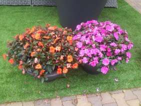 Sun Harmony™ Deep Pink