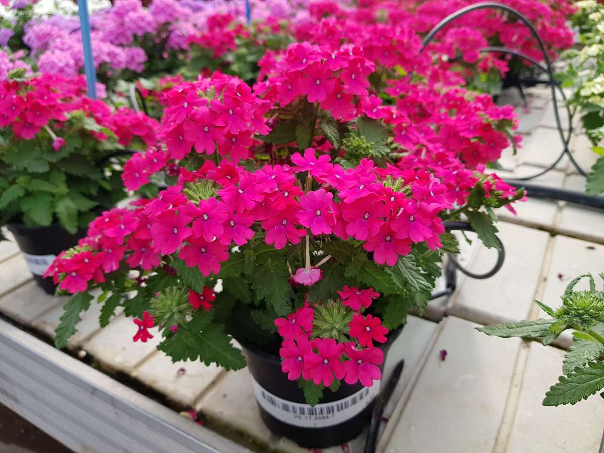 Vanessa™ Compact Neon Pink
