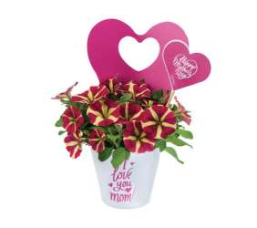 Amore® Queen of Hearts