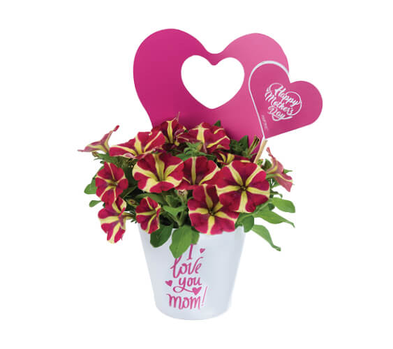 Amore® Queen of Hearts