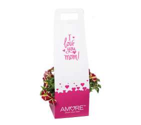 AMORE® Series