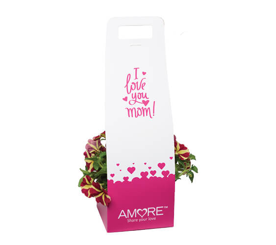 AMORE® Series