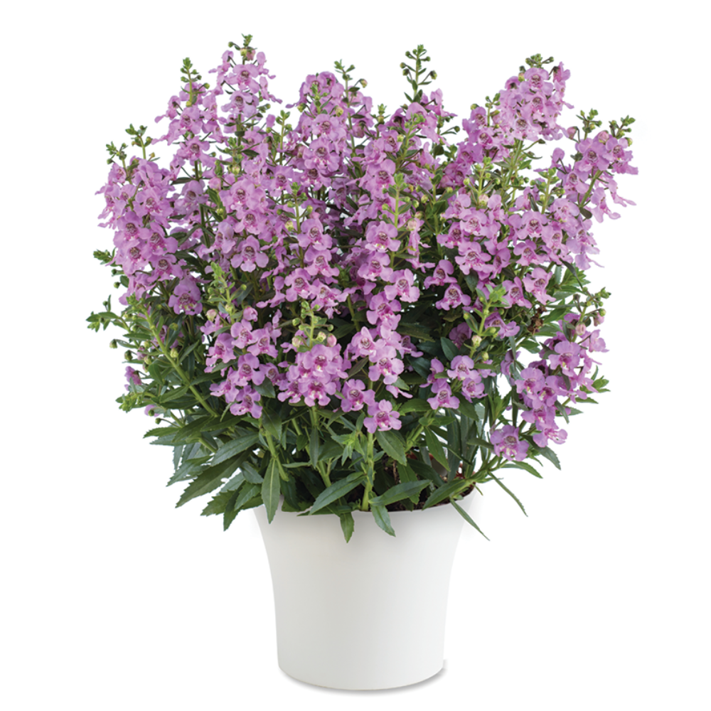 Alonia™ Pink Flirt