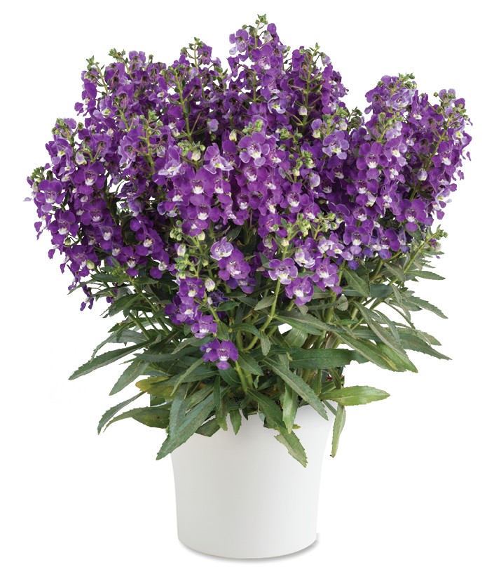Alonia™ Violet