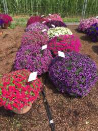 LITTLETUNIA® Series