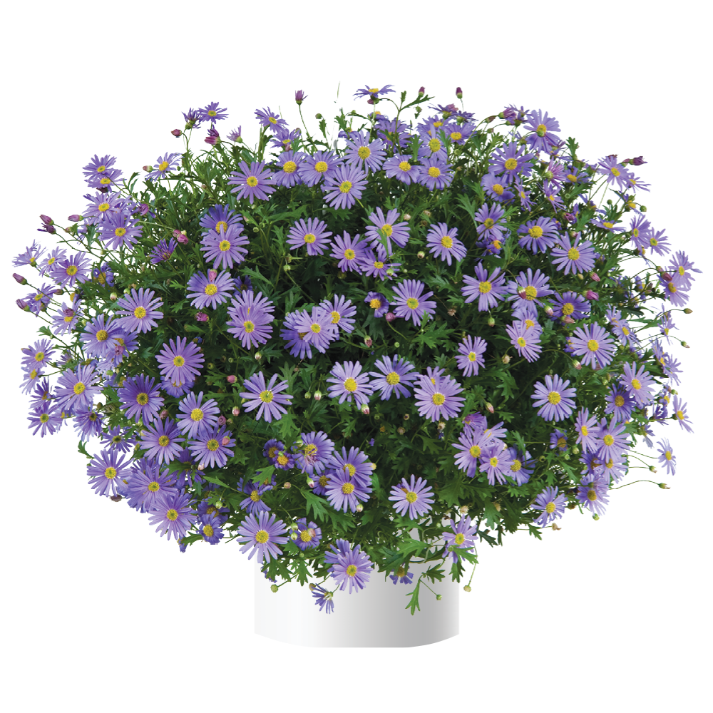 Brasco™ Violet