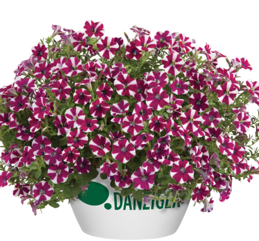 Cascadias™ Bicolor Cabernet