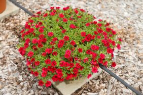Lia™ Dark Red