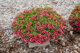 Colibri™ Malibu Pink