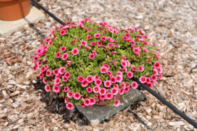 Colibri™ Malibu Pink