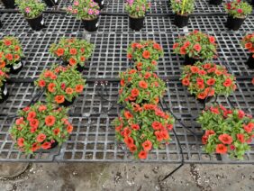 Colibri™ Orange