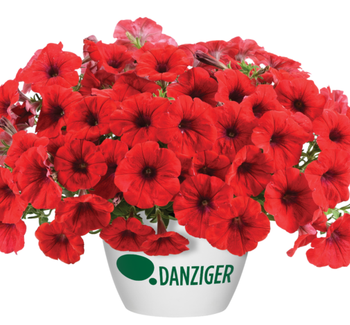 Cascadias™ Chili Red