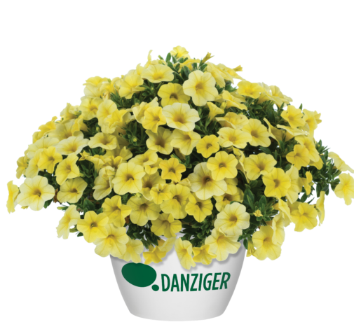 Colibri™ Lemon