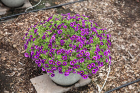 Colibri™ Plum