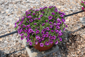 Colibri™ Plum
