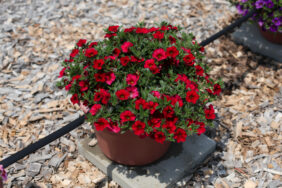 Lia™ Dark Red