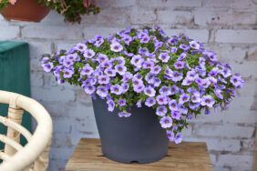 OMBRE™ Blue