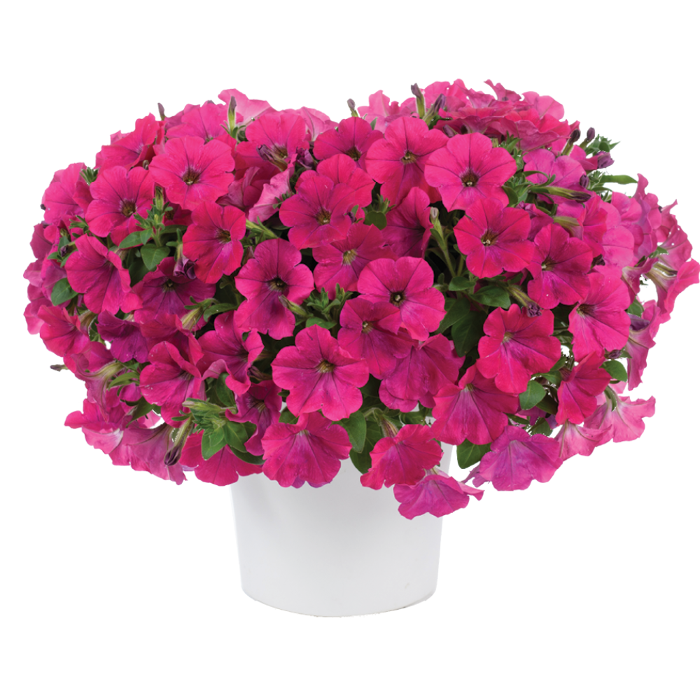 Capella™ Neon Pink