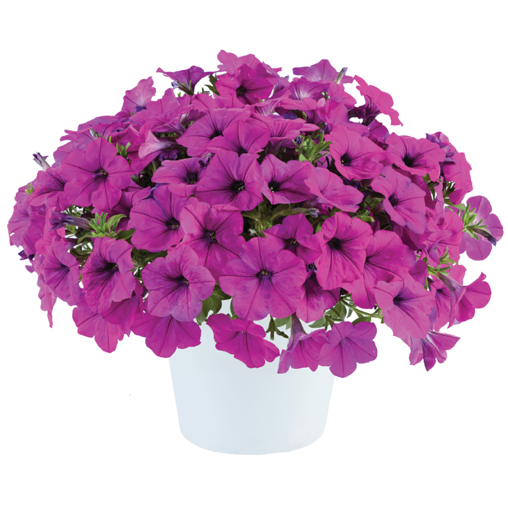 Capella™ Purple