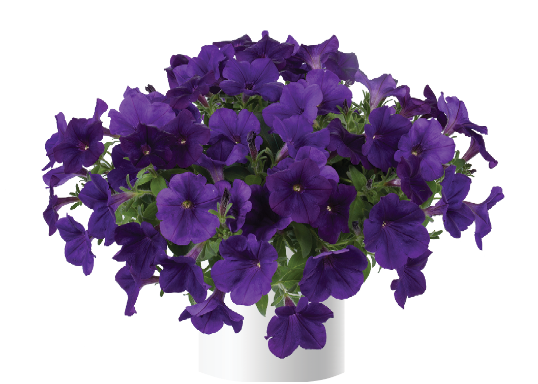 Capella™ Indigo