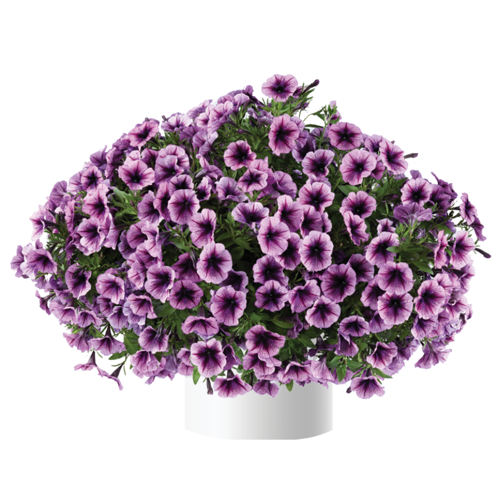 Cascadias™ Purple Ice
