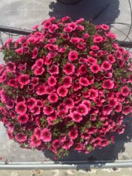 Colibri™ Malibu Pink