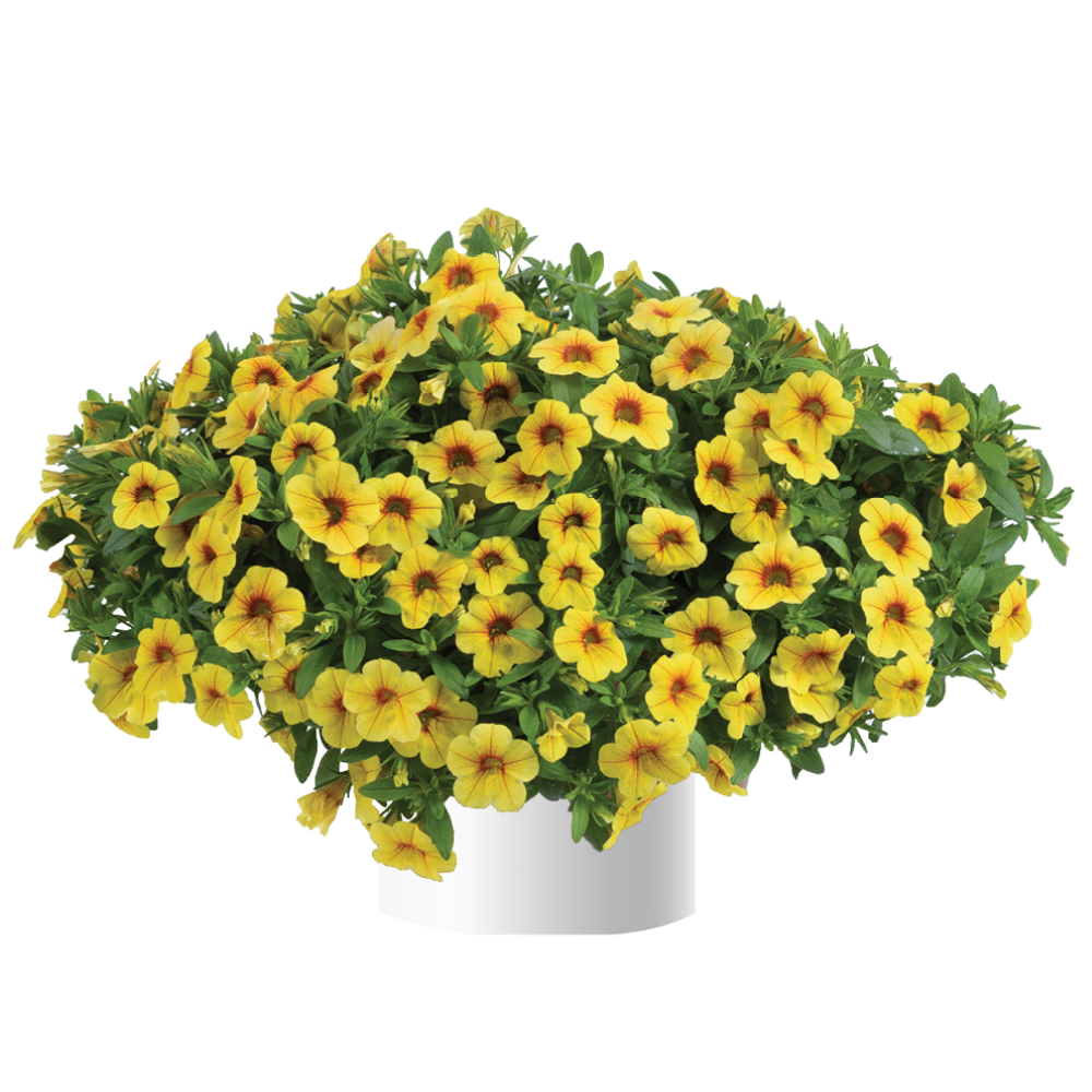Colibri™ Mellow Yellow