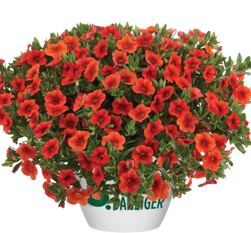 Colibri™ Orange