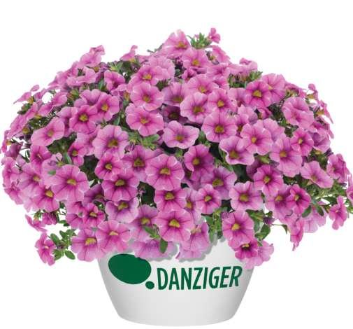 Colibri™ Pink Lace