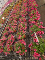 Colibri™ Malibu Pink