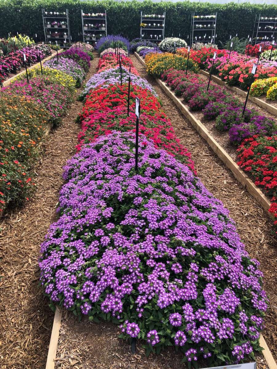 Vanessa™ Bicolor Purple