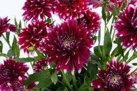 Darlin’™ Burgundy Lace