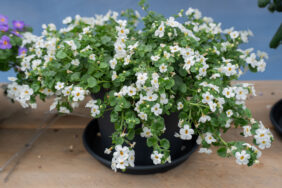 Scopia® Gulliver Dynamic White